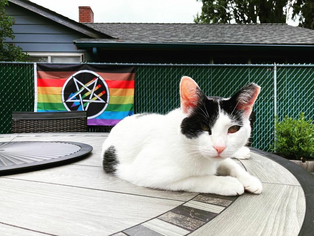 Outdoors, white cat on a table. On fence hangs a satanic antifascism flag in gay pride colors